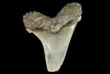 Serrated, Angustidens Tooth - Megalodon Ancestor #122248-2